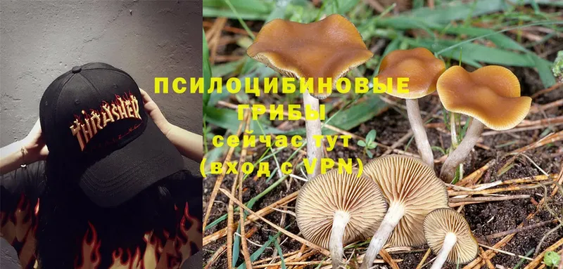 Псилоцибиновые грибы Psilocybine cubensis  Нефтекумск 